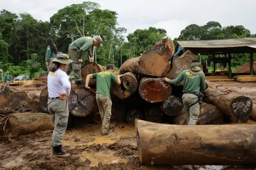 Le Brésil cible la déforestation illégale lors de vastes opérations en Amazonie.