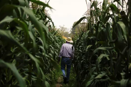 Après le différend commercial, le Mexique interdit officiellement la culture de maïs OGM.