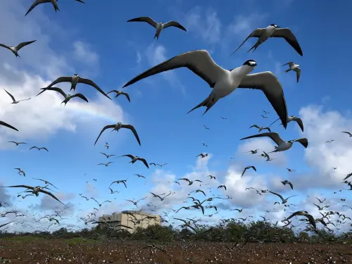 Le projet de cargaison de fusées SpaceX met en danger les oiseaux marins du Pacifique.