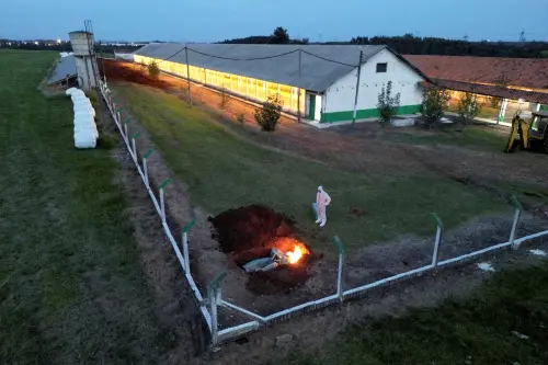 Les autorités brésiliennes écartent un cas suspect de grippe aviaire dans une ferme commerciale.