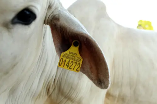 Pourquoi le « roi du bétail » du Brésil adopte un plan pour sauver l'Amazonie